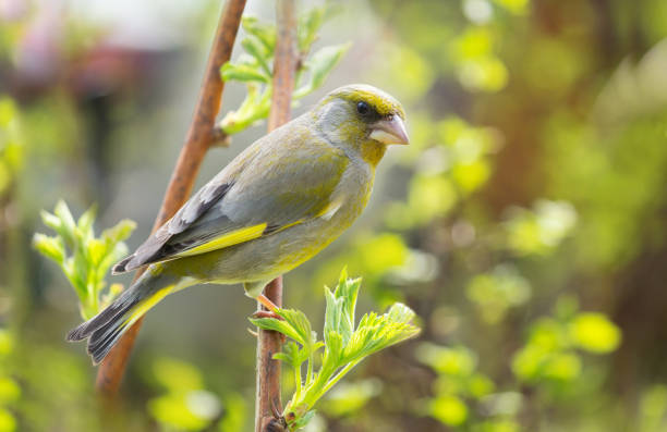 pequeño pájaro cantor sentado en la rama del árbol. el pinzón verde europeo - green finch fotografías e imágenes de stock