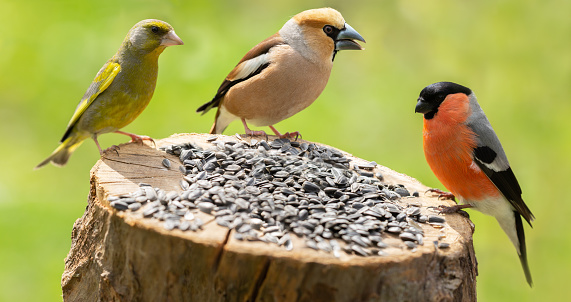 Group of little birds sitting on wooden stump with sunflower seeds
