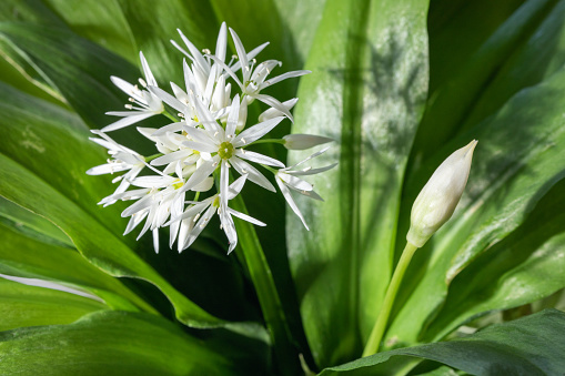 White flowers of wild garlic, forest garlic close-up. High quality photo