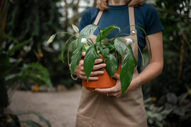 istock Holding a potted plant in a botanical garden 1397235823