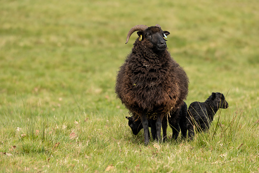 Hebridean ewe and young lambs in pasture
