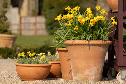 Daffodils in terracotta plant pots