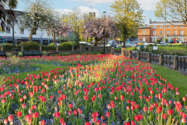 istock tulips in bloom city park 1397236120