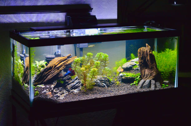Microfish Planted Aquascape 02 A 20 Gallon Long Planted Aquarium with Small Fish (Zebrafish Danio Rerio, Siamese Fighting Beta Fish Betta Splendens) and Live Plants (Fanwort Cabombaceae Cabomba; Green Foxtail Myrio Myriophyllum Pinnatum; Anubias Nana Petite), as well as Malaysian Driftwood and Seiryu Stone and Basalt Hardscape. LED Lights. aquaponics photos stock pictures, royalty-free photos & images