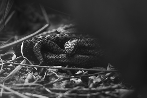 A close-up of an endangered snake with her tongue sticking out.