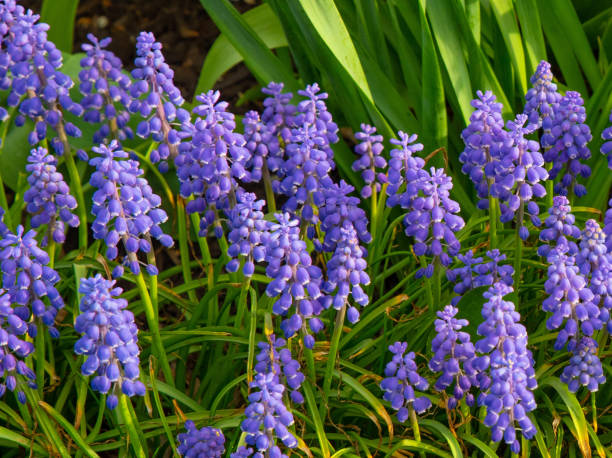 istock Spring flowers-Howard County,Indiana 1397239398