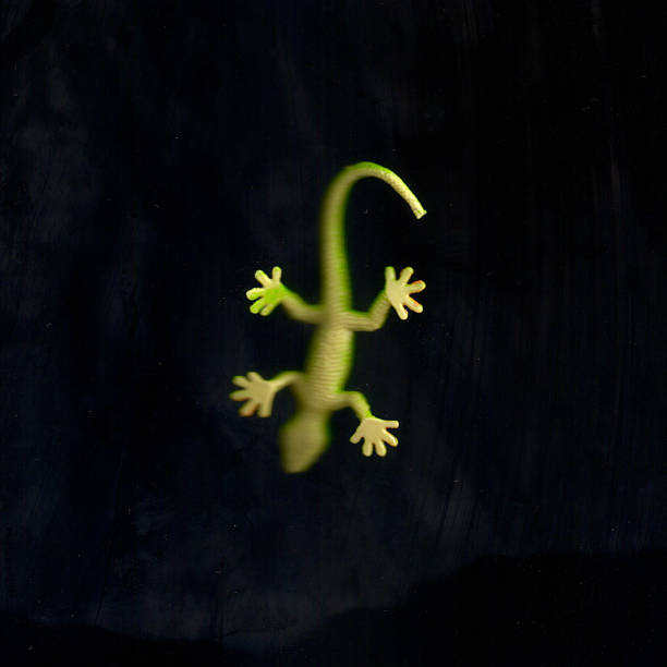 toy lizard foot scan - gekkonidae zdjęcia i obrazy z banku zdjęć