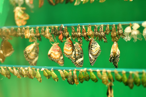A composit of various views of a Leopard Lacewing Butterfly emerging from it's chrysalis