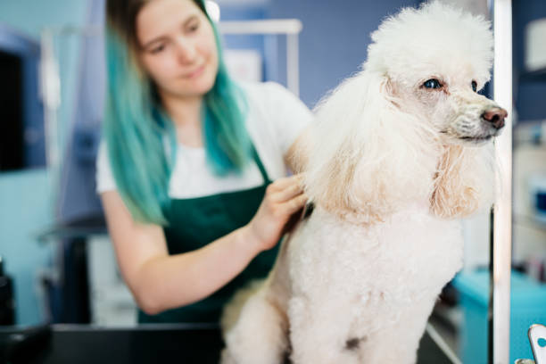 istock Groomer and dog in pet salon 1397241699