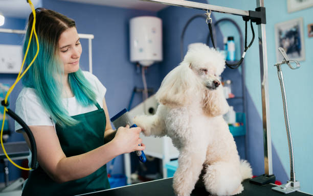 istock Pets groomer working in a salon and looking involved 1397241730