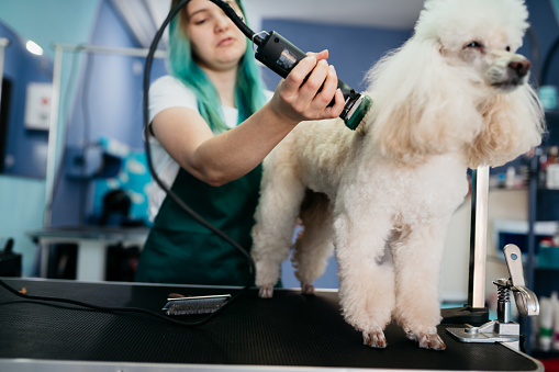 Groomer washing small dog in pet salon