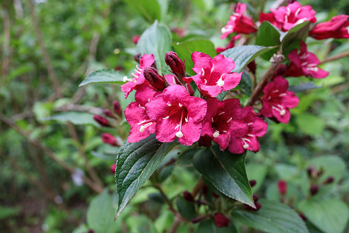 Old-fashioned weigela is deciduous shrub, which bears profuse clusters of flowers in spring, is virtually carefree, save for a bit of pruning and watering.