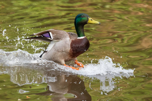 Close up portrait of a male mallard duck splashing into water.