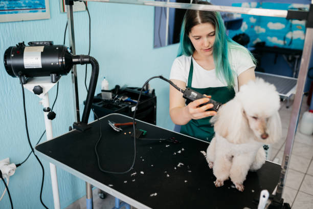 istock Female dog groomer brushing a small dog 1397242415