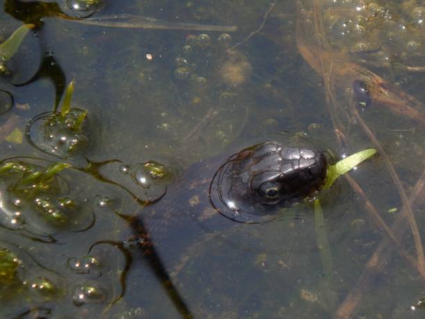 istock Northern Water Snake surfaces in a marsh 1397242449