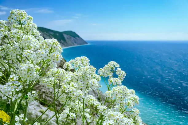 Summer background. Close-up on blooming white flowers, sea and mountains on the sunny day. Anapa, Krasnodarskiy kray, Russia