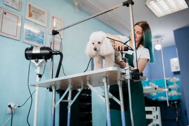 istock Female dog groomer brushing a small dog 1397242633