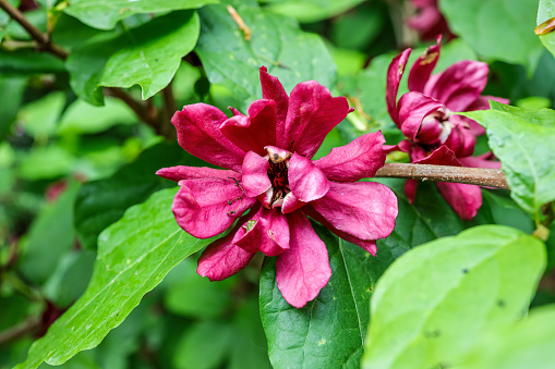 Calycanthus floridus is a hardy, adaptable and trouble-free garden shrub.Other common names as strawberry shrub, carolina allspice, spicebush.