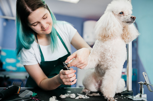 Pets groomer working in a salon and looking involved