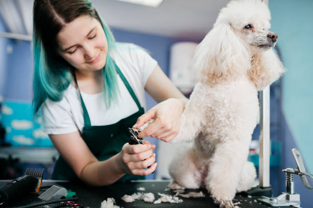 Pets groomer working in a salon and looking involved Pets groomer working in asalon and looking involved pet grooming salon stock pictures, royalty-free photos & images