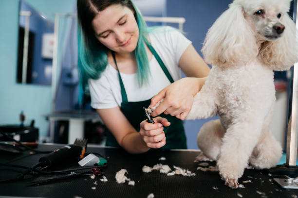 istock Pets groomer working in a salon and looking involved 1397242731