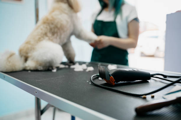 Healthy Dog In Pet Shop With Woman Trimming Hair Healthy Dog In Pet Shop With Woman Trimming Hair dog grooming stock pictures, royalty-free photos & images