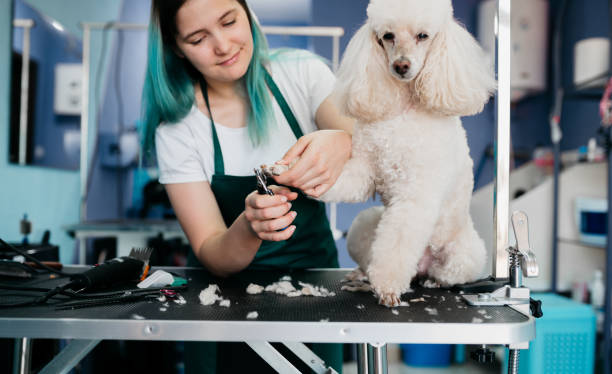 istock Pets groomer working in a salon and looking involved 1397242807