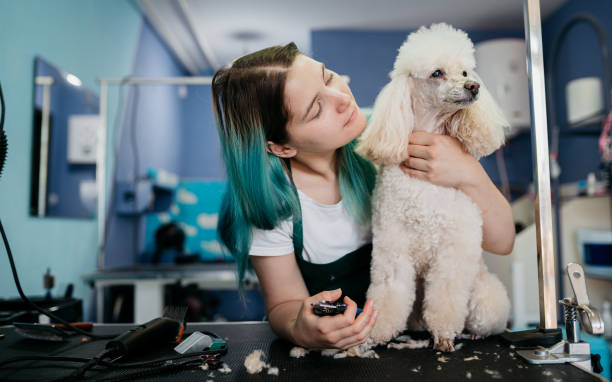 istock Dog getting new haircut at groomer 1397243345