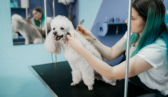 Dog salon