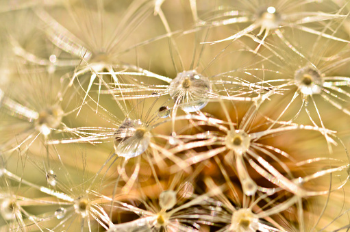 a blowball of a dandelion blossom with small raindrops