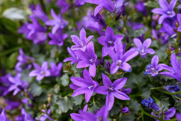 istock Campanula portenschlagiana 'Catharina'. 1397244655