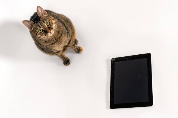 istock Tabby domestic cat sitting down on the floor close to tablet computer with broken screen glass, the result of falling or crash. 1397246052