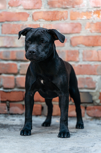 Cute little puppy of Staffordshire Bullterrier breed, black color, standing on brick wall background. Copy space.