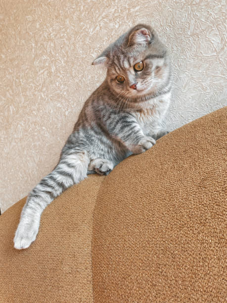 istock Cute scottish cat, beautiful domestic cat sleeping sweetly 1397246655
