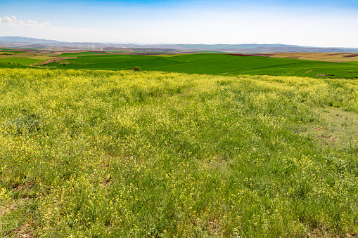 Canola and Plowed Fields at Spring