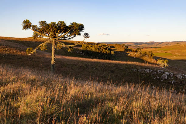 istock Araucaria trees and farm field at sunset 1397248941