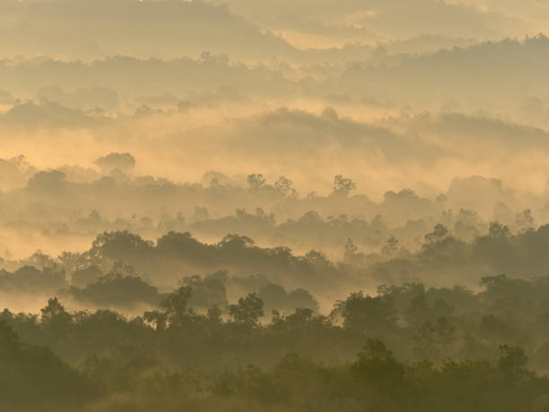 istock the sunray through the trees in the morning 1397249006