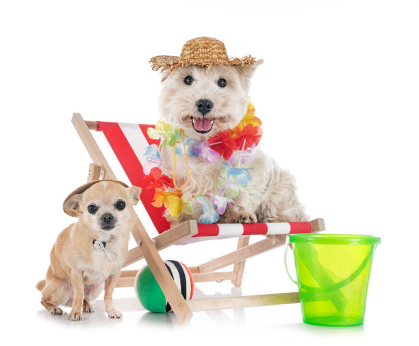 istock West Highland white terrier and chihuahua 1397249523