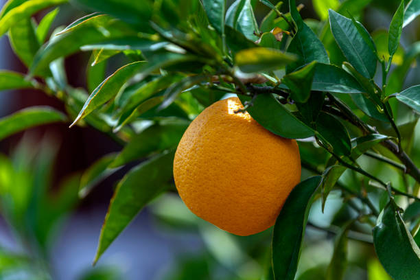 Fresh two oranges hanging on the trees in Fethiye, Mugla Province (Muğla).