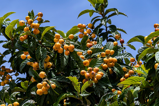 Fruits of fresh laquat fruits on tree branches.