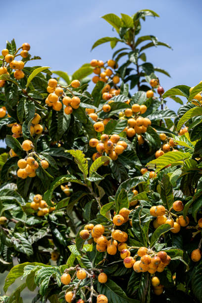 istock Fruits of fresh laquat fruits on tree branches 1397251375