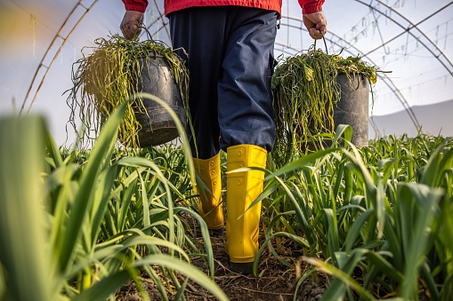 Rear-view of unrecognizable senior Caucasian farmer, carrying the bucket with grass and darnel, while walking through greenhouse planted with scallion