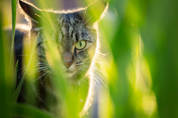 Cute young tabby cat playing in a garden