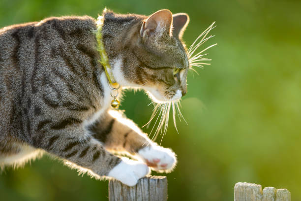 istock Cute young tabby cat playing in a garden 1397252947