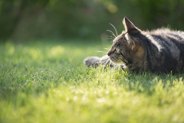 istock Cute young tabby cat playing in a garden 1397252983