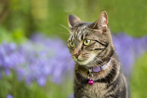 istock Cute young tabby cat playing in a garden 1397253000