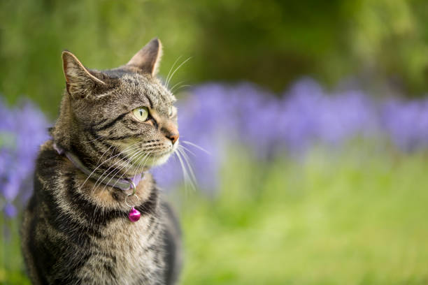 istock Cute young tabby cat playing in a garden 1397253048