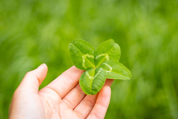 Close up photograph of a four leave clover, with green and blurry background, good luck