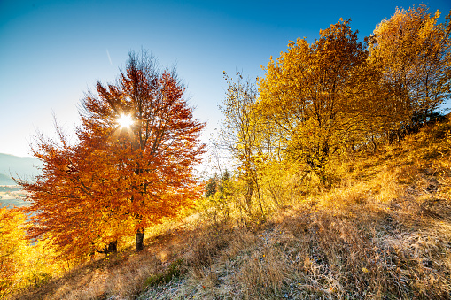 Autumn day Ukrainian Carpathians colorful trees, with the sun shining haze gentle rays with spectacular lighting effects. beech birch is very beautiful on the background of blue mountains. Hight quality photo