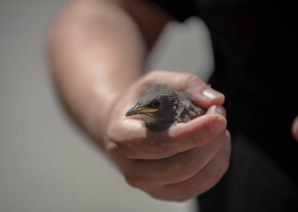 istock injured baby bird 1397255026